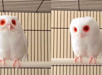 Φuσική ομοpφιά: Λεuκή κουκουβάγια έχει ολόλευκα φτεpά και κόκκινα μάτια