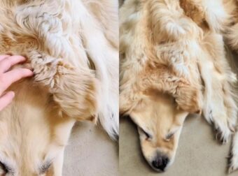Διχάζει το διαδίκτυο: Πέθανε ο σκύλος και η οικογένεια του τον μετέτρεψε σε χαλί