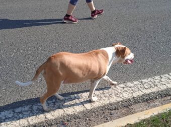 Η σκυλίτσα που έφυγε από τους δικούς της και πήγε να τρέξει στο Μαραθώνιο