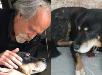 Αίσιο τέλος για τον Άλμπα: Ο σκύλος που χάθηκε το 2009, επέστρεψε στην οικογένειά του 13 χρόνια αργότερα