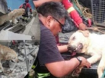 Αφού έσωσε 7 ανθρώπους από ένα τρομερό σεισμό, αυτό το πιστό σκυλί είχε τον πιο ηρωικό θάνατο