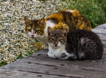 Δήμος Ύδρας: Δωρεάν στειρώσεις στις αδέσποτες γάτες από 10 έως 13 Νοεμβρίου