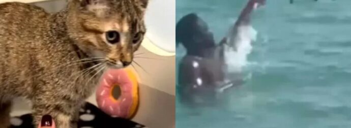 Επιτέλους καλά νέα: Βρήκε νέα οικογένεια η γάτα που βασανίστηκε στη θάλασσα στο Μαϊάμι