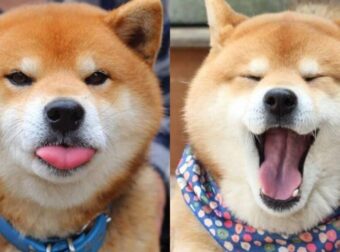 Σκύλος κάνει τις πιο εκφραστικές γκριμάτσες που έχουμε δει και γίνεται viral