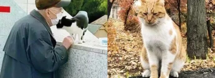 Μήνυμα ανθρωπιάς: 55 αδέσποτες γατούλες ζουν και φροντίζονται στο τουρκικό κοινοβούλιο