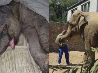 Τα ζώα έχουν συναισθήματα: Ελεφαντάκι έκλαιγε για 5 ώρες όταν το πήραν από τη μαμά του