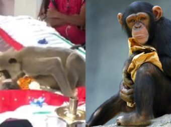 Δάκρυσε το διαδίκτυο: Πίθηκος πήγε στην κηδεία του ανθρώπου που τον τάιζε και ράγισε καρδιές