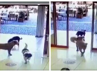 Τετράποδη ληστεία: Σκυλιά μπαίνουν σε μαγαζί, κλέβουν ένα παιχνίδι και φεύγουν τρέχοντας (ΒΙΝΤΕΟ)