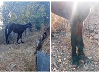 Λέσβος: Έκκληση να σωθεί το πουλάρι που το παράτησαν με σπασμένο πόδι και σίγουρα θα υποφέρει