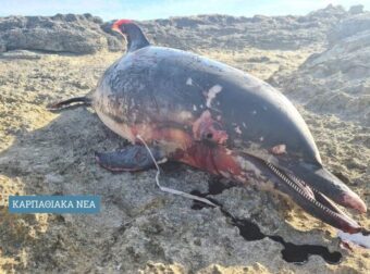 Κάρπαθος: Πυροβόλησαν και σκότωσαν θηλυκό δελφίνι