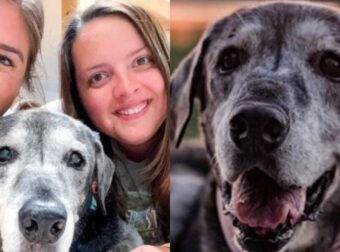 19χρονη σκυλίτσα που της δόθηκε ένας μήνας ζωής, υιοθετήθηκε και απολαμβάνει κάθε μέρα