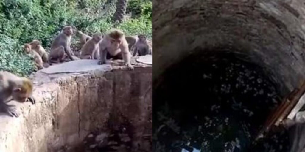 Μαϊμούδες σώζουν λεοπάρδαλη από βέβαιο πνιγμό σε πηγάδι βάθους 8 μέτρων