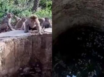 Μαϊμούδες σώζουν λεοπάρδαλη από βέβαιο πνιγμό σε πηγάδι βάθους 8 μέτρων