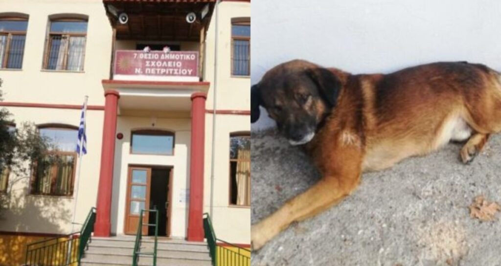 Μαθήματα ανθρωπιάς: Δημοτικό σχολείο υιοθετεί αδέσποτο σκυλάκι στις Σέρρες