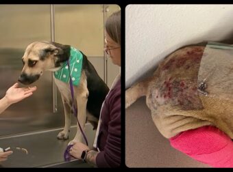 Αναρρώνει η σκυλίτσα από το Τέξας που πυροβόλησαν 50 φορές με αποτέλεσμα να χάσει το ένα της πόδι