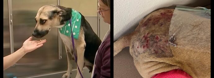 Αναρρώνει η σκυλίτσα από το Τέξας που πυροβόλησαν 50 φορές με αποτέλεσμα να χάσει το ένα της πόδι