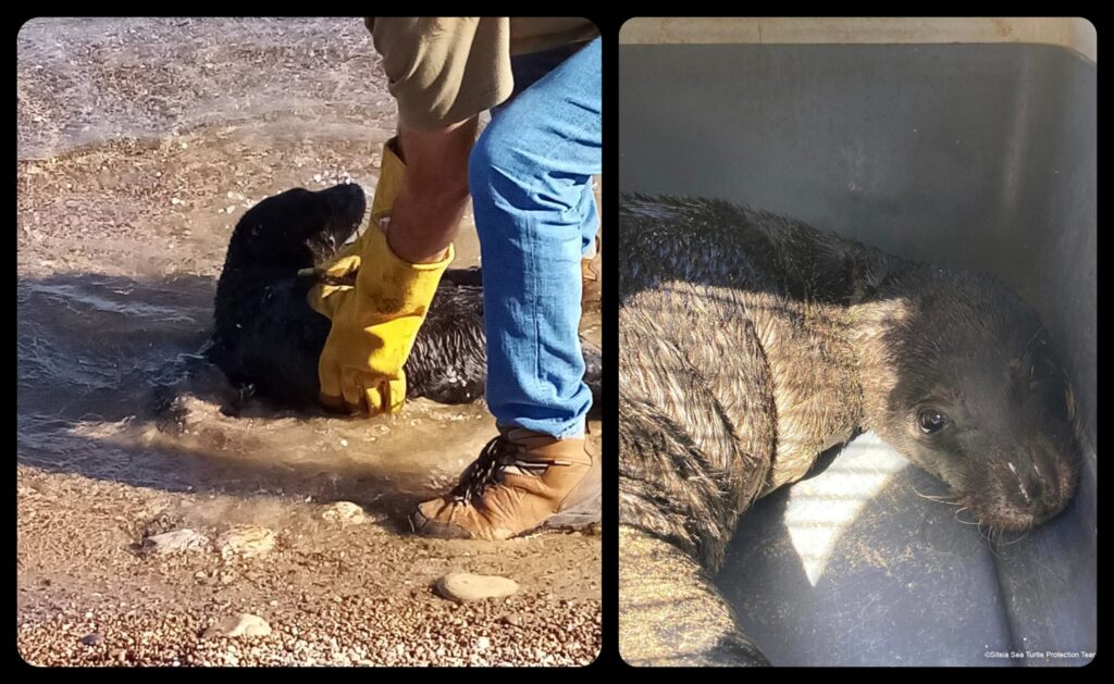Κρήτη: Εθελοντές διέσωσαν τη νεογέννητη φώκια που βρέθηκε μόνη της και αφυδατωμένη