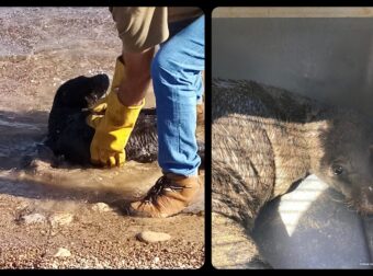 Κρήτη: Εθελοντές διέσωσαν τη νεογέννητη φώκια που βρέθηκε μόνη της και αφυδατωμένη