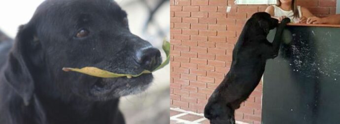 Τρέλανε το Διαδίκτυο: Σκύλος βλέπει φοιτητή να αγοράζει φαγητό με λεφτά και κάνει το ίδιο με φύλλα δέντρων